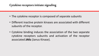 Cytokine receptors initiate signaling
• The cytokine receptor is composed of separate subunits
• Different inactive protein kinases are associated with different
subunits of the receptor.
• Cytokine binding induces the association of the two separate
cytokine receptors subunits and activation of the receptor
associated JAKs (Janus Kinase).
 