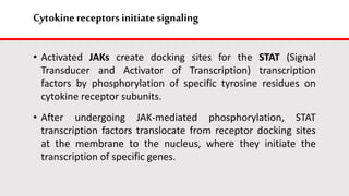 Cytokine receptors initiate signaling
• Activated JAKs create docking sites for the STAT (Signal
Transducer and Activator of Transcription) transcription
factors by phosphorylation of specific tyrosine residues on
cytokine receptor subunits.
• After undergoing JAK-mediated phosphorylation, STAT
transcription factors translocate from receptor docking sites
at the membrane to the nucleus, where they initiate the
transcription of specific genes.
 