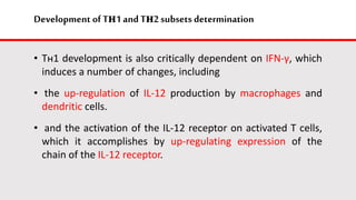 Development of Tн1and Tн2subsets determination
• Tн1 development is also critically dependent on IFN-γ, which
induces a number of changes, including
• the up-regulation of IL-12 production by macrophages and
dendritic cells.
• and the activation of the IL-12 receptor on activated T cells,
which it accomplishes by up-regulating expression of the
chain of the IL-12 receptor.
 