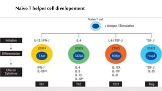 NaïveT helper cell divelopement
 