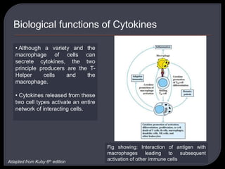Biological functions of Cytokines
• Although a variety and the
macrophage of cells can
secrete cytokines, the two
principle producers are the T-
Helper cells and the
macrophage.
• Cytokines released from these
two cell types activate an entire
network of interacting cells.
Fig showing: Interaction of antigen with
macrophages leading to subsequent
activation of other immune cellsAdapted from Kuby 6th edition
 
