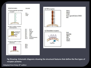 Fig Showing: Schematic diagrams showing the structural features that define the five types of
receptor proteins
Adapted from Kuby 6th edition
 