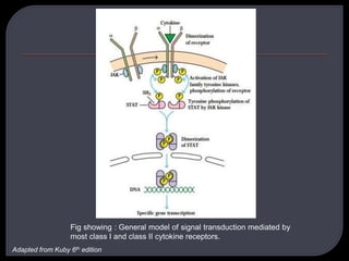 Fig showing : General model of signal transduction mediated by
most class I and class II cytokine receptors.
Adapted from Kuby 6th edition
 