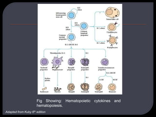 Fig Showing: Hematopoietic cytokines and
hematopoiesis.
Adapted from Kuby 6th edition
 