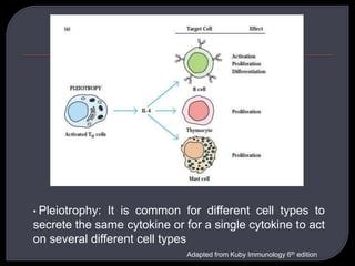 • Pleiotrophy: It is common for different cell types to
secrete the same cytokine or for a single cytokine to act
on several different cell types
Adapted from Kuby Immunology 6th edition
 