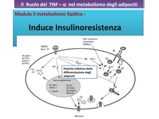 Il Ruolo del TNF – α nel metabolismo degli adipocitiIl Ruolo del TNF – α nel metabolismo degli adipociti
Modula il metabolismo lipidico :
Induce Insulinoresistenza
Potente inibitore della
differenziazione degli
adipociti
 