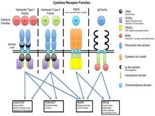 Cytokine signaling pathway | PPTX
