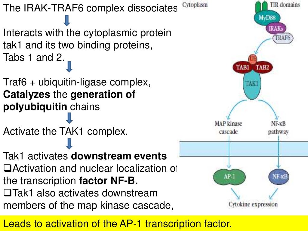 Cytokine signaling pathway