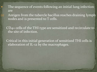  The sequence of events following an initial lung infection
are
(i) Antigen from the tubercle bacillus reaches draining lymph
nodes and is presented to T cells.
CD4+ cells of the THI type are sensitized and recirculate to
the site of infection.
Critical in this initial generation of sensitized THI cells is
elaboration of IL-12 by the macrophages.
 