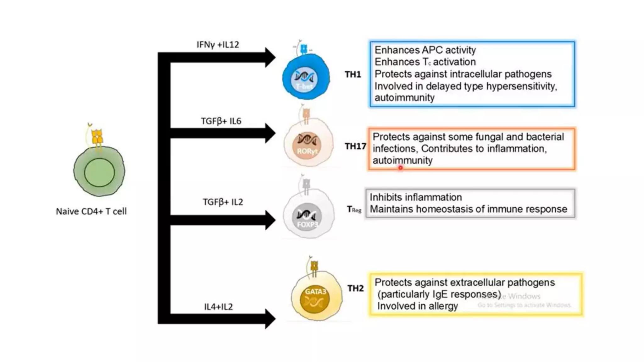 Role of Cytokines in immuneregulation | PPTX