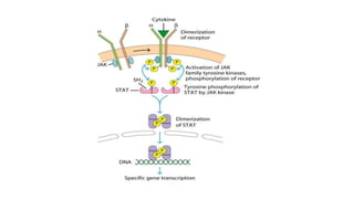 Role of Cytokines in immuneregulation | PPTX