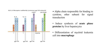 Role of Cytokines in immuneregulation | PPTX
