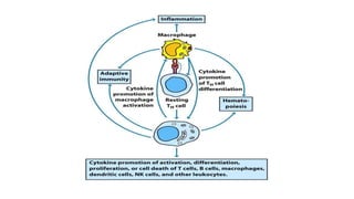 Role of Cytokines in immuneregulation | PPTX