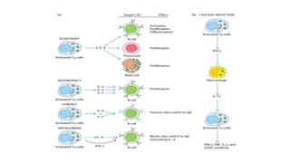 Role of Cytokines in immuneregulation | PPTX