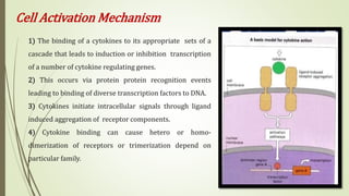 Cell Activation Mechanism
1) The binding of a cytokines to its appropriate sets of a
cascade that leads to induction or inhibition transcription
of a number of cytokine regulating genes.
2) This occurs via protein protein recognition events
leading to binding of diverse transcription factors to DNA.
3) Cytokines initiate intracellular signals through ligand
induced aggregation of receptor components.
4) Cytokine binding can cause hetero or homo-
dimerization of receptors or trimerization depend on
particular family.
 