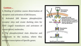 Continue….
1. Binding of cytokine causes dimerization of
receptors and activation of JAK kinases.
2. Activated JAK kinases phosphorylate
receptor sites and create docking sites for
STAT (signal transducers and activators of
transcription) molecules.
3. The phosphorylated stats dimerize and
translocate to the nucleus, where they
activate transcription of Specific genes.
 