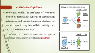 4. Attributes of cytokines
 Cytokines, exhibit the attributes of pleiotropy,
pleiotropy, redundancy, synergy, antagonism and
antagonism and cascade induction which permit
permit them to regulate cellular activity in a
coordinated interactive way.
✓The ability of cytokine to exert different types of
responses, often on different cell types is pleiotropy.
 