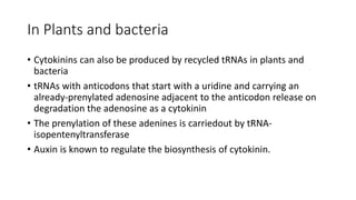 In Plants and bacteria
• Cytokinins can also be produced by recycled tRNAs in plants and
bacteria
• tRNAs with anticodons that start with a uridine and carrying an
already-prenylated adenosine adjacent to the anticodon release on
degradation the adenosine as a cytokinin
• The prenylation of these adenines is carriedout by tRNA-
isopentenyltransferase
• Auxin is known to regulate the biosynthesis of cytokinin.
 