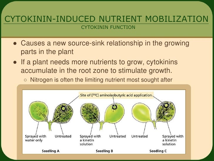Cytokinins