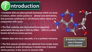 ntroduction
• Cytokinin (CK) are plant growth hormones which are basic
in nature, either amino purine or phenyl urea derivatives,
that promote cytokinesis (= cell division) either alone or in
conjunction with auxin.
• The first cytokinin was discovered from degraded
autoclaved Herring sperm DNA by Miller 1955.It is called
kinetin (6-furfuryl amino-purine).
• Kinetin does not occur naturally. It is a synthetic hormone.
• The first natural cytokinin was obtained from unripe maize
grain known as zeatin (6-hydroxy 3-methyl trans 2-butenyl
amino-purine). It also occurs in coconut milk.
(6-hydroxy 3-methyl
trans 2-butenyl
amino-purine)
 