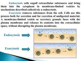 Endocytosis сells engulf extracellular substances and bring
them into the cytoplasm in membrane-limited vesicles by
mechanisms described collectively a endocytosis.
Exocytosis removes substances from the cell. Cells use this
process both for secretion and for excretion of undigested material.
A membrane-limited vesicle or secretory granule fuses with the
plasma membrane and releases its contents into the extracellular
space, without disrupting the plasma membrane.

Endocytosis

Exocytosis

 