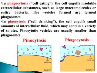 •In phagocytosis (“cell eating”), the cell engulfs insoluble
extracellular substances, such as large macromolecules or
entire bacteria. The vesicles formed are termed
phagosomes.
•In pinocytosis (“cell drinking”), the cell engulfs small
amounts of intercellular fluid, which may contain a variety
of solutes. Pinocytotic vesicles are usually smaller than
phagosomes.

Pinocytosis
a

f

Phagocytosis
f

 