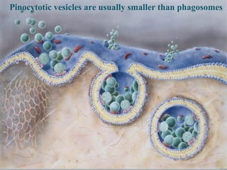 Pinocytotic vesicles are usually smaller than phagosomes

 