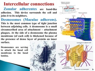 Intercellular connections
Zonular adherentes

are band-like
adhesion. This device surrounds the cell and
joins it to its neighbors.

Desmosomes (Maculae adherens).
This is the most common type of tight junction
between adjoining cells. A desmosome is a small
circumscribed area of attachment – attachment
plaques. At the side of a desmosome the plasma
membrane (of each cell) is thickened because of
the presence of dense layer of protein on inner
surface.
Desmosomes are serving
to attach the basal cell
membrane to the basal
lamina.

 