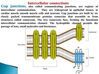 Gap junctions,

Intercellular connections

also called communicating junctions, are regions of
intercellular communication.
They are widespread in epithelial tissues, in
cardiac muscle smooth muscle cells and neurons. Gap junctions are built by six
closely packed transmembrane proteins connexins that assemble to from
structures called connexons. The two connexons fuse, forming the functional
intercellular communication channel. The hydrophilic channel permits the
passage of ions, small molecules and hormones.

 