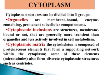 Cytoplasm structures can be divided into 3 groups:
•Organelles
are
membrane-bound,
enzymecontaining, permanent subcellular compatrments.
•Cytoplasmic inclusions are structures, membranebound or not, that are generally more transient than
organelles and less actively involved in cell metabolism.
•Cytoplasmic matrix the cytoskeleton is composed of
proteinaceous elements that form a supporting network
within the cytoplasm; some of these elements
(microtubules) also form discrete cytoplasmic structures
such as centrioles.

 