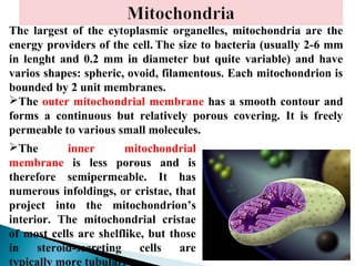 The largest of the cytoplasmic organelles, mitochondria are the
energy providers of the cell. The size to bacteria (usually 2-6 mm
in lenght and 0.2 mm in diameter but quite variable) and have
varios shapes: spheric, ovoid, filamentous. Each mitochondrion is
bounded by 2 unit membranes.
The outer mitochondrial membrane has a smooth contour and
forms a continuous but relatively porous covering. It is freely
permeable to various small molecules.
The
inner
mitochondrial
membrane is less porous and is
therefore semipermeable. It has
numerous infoldings, or cristae, that
project into the mitochondrion’s
interior. The mitochondrial cristae
of most cells are shelflike, but those
in
steroid-secreting
cells
are
typically more tubular.

 