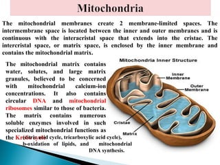 The mitochondrial membranes create 2 membrane-limited spaces. The
intermembrane space is located between the inner and outer membranes and is
continuous with the interacristal space that extends into the cristae. The
intercristal space, or matrix space, is enclosed by the inner membrane and
contains the mitochondrial matrix.
The mitochondrial matrix contains
water, solutes, and large matrix
granules, believed to be concerned
with
mitochondrial
calcium-ion
concentrations. It also contains
circular DNA and mitochondrial
ribosomes similar to those of bacteria.
The matrix contains numerous
soluble enzymes involved in such
specialized mitochondrial functions as
(citric acid
the Krebs cycle cycle, tricarboxylic acid cycle),

b-oxidation of lipids, and
mitochondrial
DNA
DNA synthesis.

 