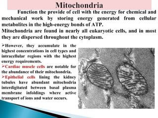 Function the provide of cell with the energy for chemical and
mechanical work by storing energy generated from cellular
metabolites in the high-energy bonds of ATP.
Mitochondria are found in nearly all eukaryotic cells, and in most
they are dispersed throughout the cytoplasm.
However, they accumulate in the
highest concentrations in cell types and
intracellular regions with the highest
energy requirements.
Cardiac muscle cells are notable for
the abundance of their mitochondria.
Epithelial cells lining the kidney
tubules have abundant mitochodria
interdigitated between basal plasma
membrane infoldings where active
transport of ions and water occurs.
DNA

 