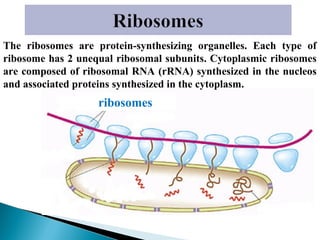 The ribosomes are protein-synthesizing organelles. Each type of
ribosome has 2 unequal ribosomal subunits. Cytoplasmic ribosomes
are composed of ribosomal RNA (rRNA) synthesized in the nucleos
and associated proteins synthesized in the cytoplasm.

ribosomes

 