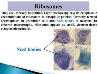 They are intensely basophilic. Light microscopy reveals cytoplasmic
accumulations of ribosomes as basophilic patches, formerly termed
ergastoplasm in grandular cells and Nissl bodies in neurons. In
electron micrographs, ribosomes appear as small, electron-dense
cytoplasmic granules.

Nissl bodies

 