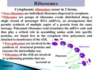 Cytoplasmic ribosomes occur in 2 forms.
Free ribosomes are individual ribosomes dispersed in cytoplasm.
Polysomes are groups of ribosomes evenly distributed along a
single strand of messenger RNA (mRNA), an arrangement that
permits synthesis of multiple copies of a protein from the same
message. Polysomal ribosomes read (translate) the mRNA code and
thus play a critical role in assembling amino acids into specific
proteins, are found free in the cytoplasm (free polysomes) and
attached to membranes of the rER.
Free polysomes are involved in the
synthesis of structural proteins and
enzymes for intracellular use.
Polysomes of the rER are involved
in synthesizing proteins that are
secreted or
isolated.

 