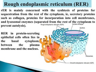 Rough endoplasmic reticulum (RER)
rER is mainly concerned with the synhtesis of proteins for
sequestration from the rest of the cytoplasm, ie, secretory proteins
such as collagen, proteins for incorporation into cell membranes,
and lysosomal enzymes (separated from the rest of the cytoplasm to
prevent autolysis).
RER in protein-secreting
epithelial cells often lies in
the
basal
cytoplasm,
between
the
plasma
membrane and the nucleus.

 