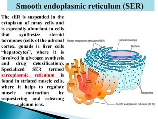 Smooth endoplasmic reticulum (SER)
The sER is suspended in the
cytoplasm of many cells and
is especially abundant in cells
that
synthesize
steroid
hormones (cells of the adrenal
cortex, gonads in liver cells
“hepatocytes”, where it is
involved in glycogen synthesis
and drug detoxification).
Specialized
SER
termed
sarcoplasmic reticulum is
found in striated muscle cells,
where it helps to regulate
muscle
contraction
by
sequestering and releasing
calcium ions.

 