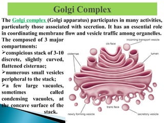 The Golgi complex (Golgi apparatus) participates in many activities,
particularly those associated with secretion. It has an essential role
in coordinating membrane flow and vesicle traffic among organelles.
flattened cisternae;
The composed of 3 major
compartments:
conspicious stack of 3-10
discrete, slightly curved,
flattened cisternae;
numerous small vesicles
peripheral to the stack;
a few large vacuoles,
sometimes
called
condensing vacuoles, at
the concave surface of the
stack.
flattened cisternae;

 