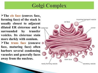 The cis face (convex face,
forming face) of the stack is
usually closest to adjacent
dilated ER cisternae and is
surrounded by transfer
vesicles. Its cisternae stain
more darkly with osmium.
The trans face (concave
face, maturing face) often
harbors several condensing
vacuoles and generally faces
away from the nucleus.

flattened cisternae;

flattened cisternae;

 
