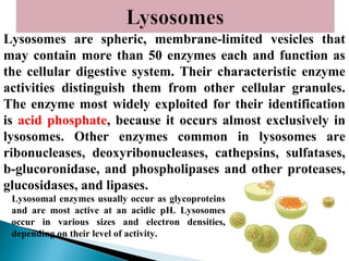 Lysosomes are spheric, membrane-limited vesicles that
may contain more than 50 enzymes each and function as
the cellular digestive system. Their characteristic enzyme
activities distinguish them from other cellular granules.
The enzyme most widely exploited for their identification
is acid phosphate, because it occurs almost exclusively in
lysosomes. Other enzymes common in lysosomes are
ribonucleases, deoxyribonucleases, cathepsins, sulfatases,
b-glucoronidase, and phospholipases and other proteases,
glucosidases, and lipases.
Lysosomal enzymes usually occur as glycoproteins
and are most active at an acidic pH. Lysosomes
occur in various sizes and electron densities,
depending on their level of activity.

 