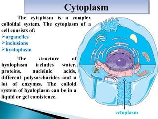 Сytoplasm
Сytoplasm
The cytoplasm is a complex
colloidal system. The cytoplasm of a
cell consists of:
organelles
inclusions
hyaloplasm
The
structure
of
hyaloplasm
includes
water,
proteins,
nucleinic
acids,
different polysaccharides and a
lot of enzymes. The colloid
system of hyaloplasm can be in a
liquid or gel consistence.
cytoplasm

 