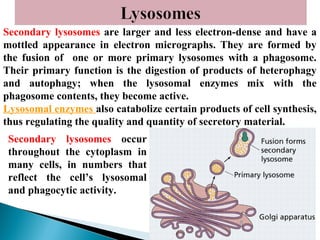 Secondary lysosomes are larger and less electron-dense and have a
mottled appearance in electron micrographs. They are formed by
the fusion of one or more primary lysosomes with a phagosome.
Their primary function is the digestion of products of heterophagy
and autophagy; when the lysosomal enzymes mix with the
phagosome contents, they become active.
Lysosomal enzymes also catabolize certain products of cell synthesis,
thus regulating the quality and quantity of secretory material.
Secondary lysosomes occur
throughout the cytoplasm in
many cells, in numbers that
reflect the cell’s lysosomal
and phagocytic activity.

 