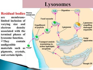 Residual bodies
are
membranelimited inclusion of
varying size and
electron
density
associated with the
terminal phases of
lysosome function.
They
contain
undigestible
materials such as
pigments, crystals,
and certain lipids.

 