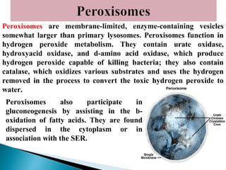 Peroxisomes are membrane-limited, enzyme-containing vesicles
somewhat larger than primary lysosomes. Peroxisomes function in
hydrogen peroxide metabolism. They contain urate oxidase,
hydroxyacid oxidase, and d-amino acid oxidase, which produce
hydrogen peroxide capable of killing bacteria; they also contain
catalase, which oxidizes various substrates and uses the hydrogen
removed in the process to convert the toxic hydrogen peroxide to
water.
Peroxisomes
also
participate
in
gluconeogenesis by assisting in the boxidation of fatty acids. They are found
dispersed in the cytoplasm or in
association with the SER.
with

 