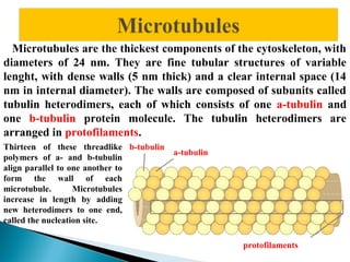 Microtubules are the thickest components of the cytoskeleton, with
diameters of 24 nm. They are fine tubular structures of variable
lenght, with dense walls (5 nm thick) and a clear internal space (14
nm in internal diameter). The walls are composed of subunits called
tubulin heterodimers, each of which consists of one a-tubulin and
one b-tubulin protein molecule. The tubulin heterodimers are
arranged in protofilaments.
Thirteen of these threadlike b-tubulin
polymers of a- and b-tubulin
align parallel to one another to
form the wall of each
microtubule.
Microtubules
increase in length by adding
new heterodimers to one end,
called the nucleation site.

a-tubulin

protofilaments

 