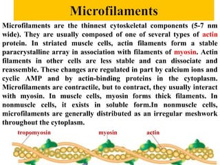 Microfilaments are the thinnest cytoskeletal components (5-7 nm
wide). They are usually composed of one of several types of actin
protein. In striated muscle cells, actin filaments form a stable
paracrystalline array in association with filaments of myosin. Actin
filaments in other cells are less stable and can dissociate and
reassemble. These changes are regulated in part by calcium ions and
cyclic AMP and by actin-binding proteins in the cytoplasm.
Microfilaments are contractile, but to contract, they usually interact
with myosin. In muscle cells, myosin forms thick filaments. In
nonmuscle cells, it exists in soluble form.In nonmuscle cells,
microfilaments are generally distributed as an irregular meshwork
throughout the cytoplasm.
tropomyosin

myosin

actin

 