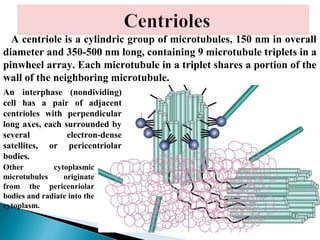 A centriole is a cylindric group of microtubules, 150 nm in overall
diameter and 350-500 nm long, containing 9 microtubule triplets in a
pinwheel array. Each microtubule in a triplet shares a portion of the
wall of the neighboring microtubule.
An interphase (nondividing)
cell has a pair of adjacent
centrioles with perpendicular
long axes, each surrounded by
several
electron-dense
satellites, or pericentriolar
bodies.
Other
cytoplasmic
microtubules
originate
from the pericenriolar
bodies and radiate into the
cytoplasm.

 