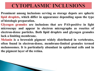 Prominent among inclusions serving as storage depots are spheric
lipid droplets, which differ in appearance depending upon the type
of histologic preparation.
Glycogen granules are inclusions that are PAS-positive in light
microscopy and appear in electron micrographs as rosettes of
electron-dense particles. Both lipid droplets and glycogen granules
lack a limiting membrane.
Melanin is a brownish pigment widely distributed in vertebrates,
often found in electron-dense, membrane-limited granules termed
melanosomes. It is particularly abundant in epidermal cells and in
the pigment layer of the retina.

 