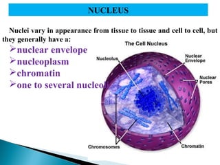 NUCLEUS
Nuclei vary in appearance from tissue to tissue and cell to cell, but
they generally have a:

nuclear envelope
nucleoplasm
chromatin
one to several nucleoli

generally

 